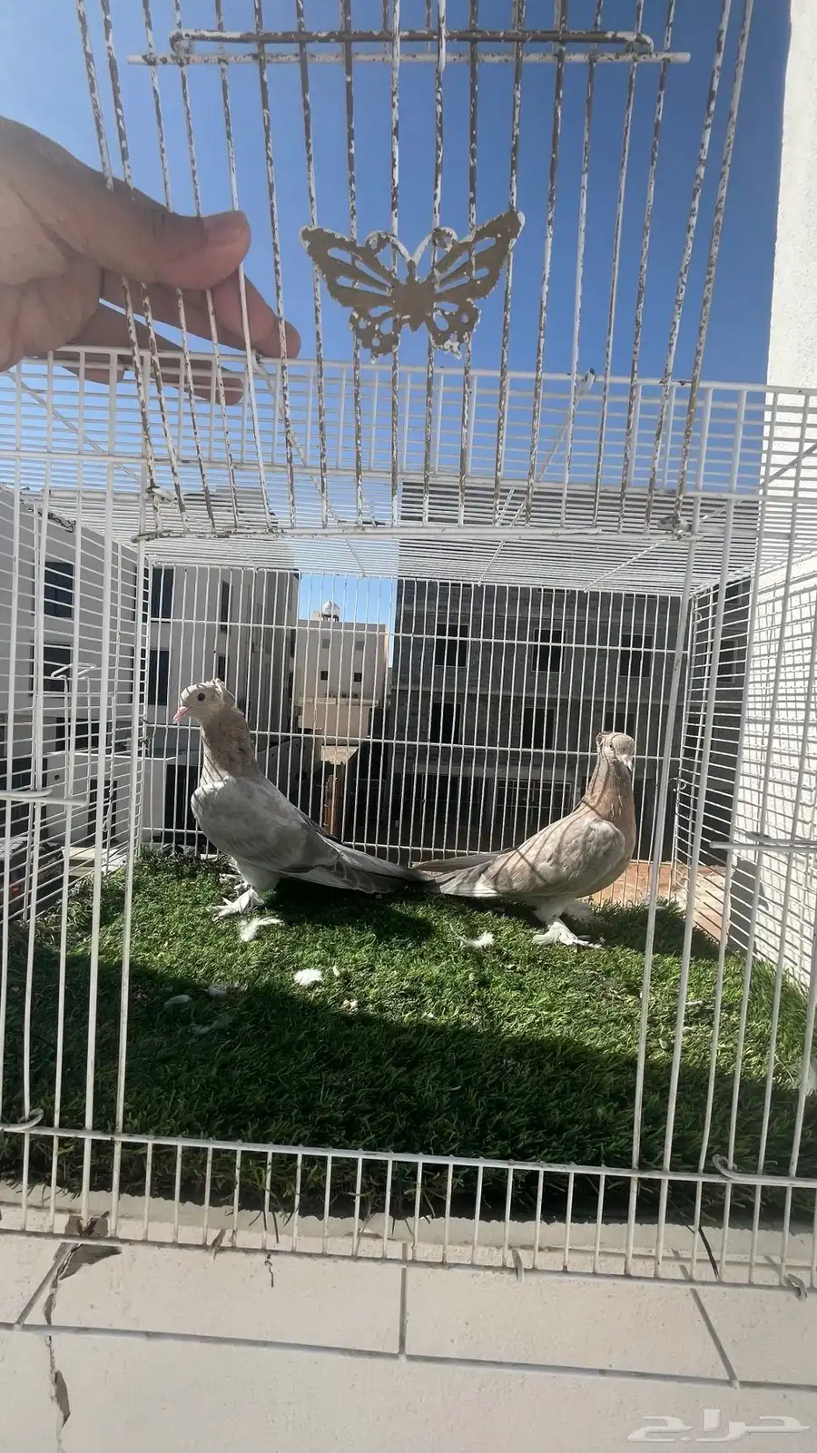 حمام تركي ارفلي 2