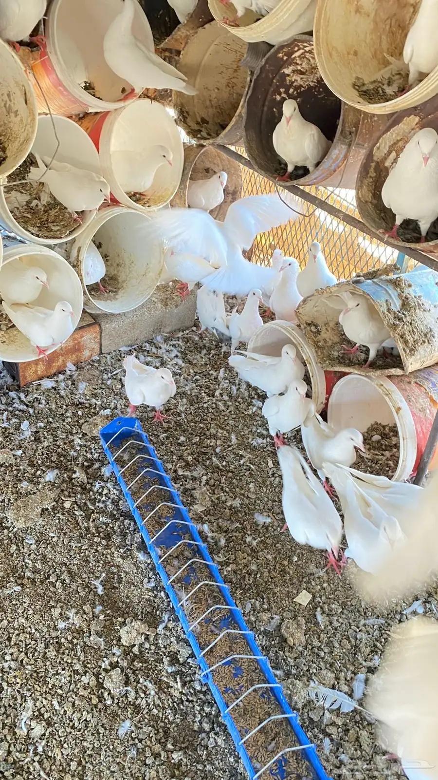 حمام فرنسي 20جوز واكثر نضيفه للبيع على السوم 4