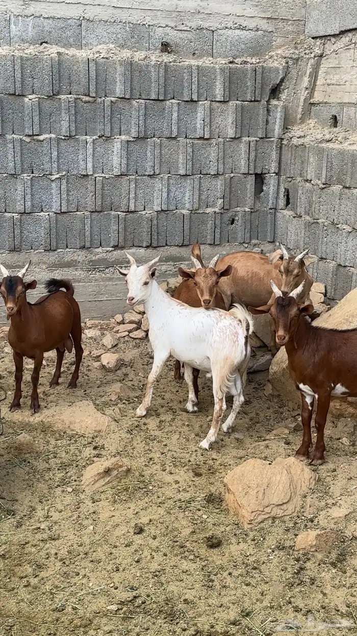 ماعز تيوس 2