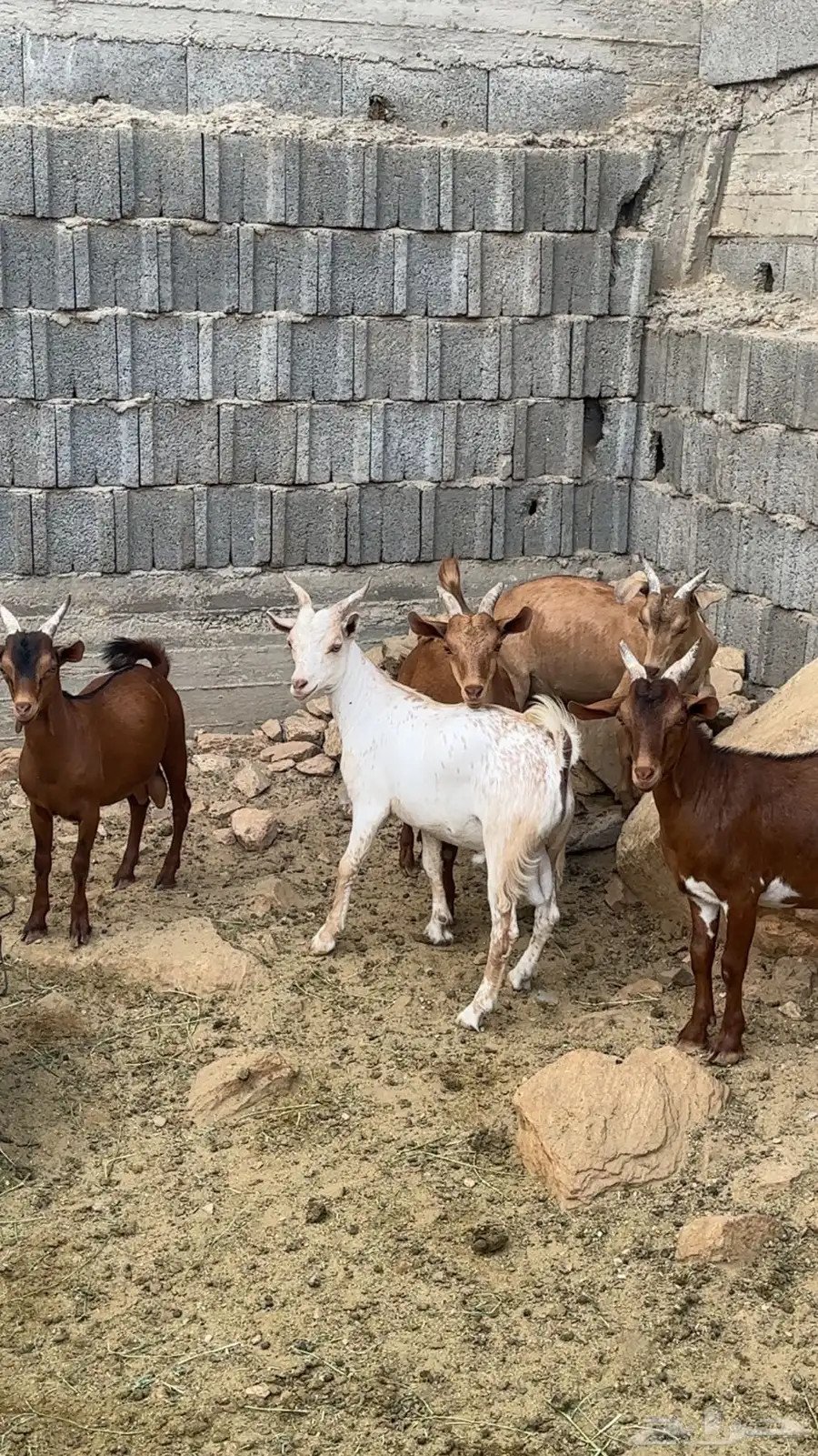 ماعز تيوس 2