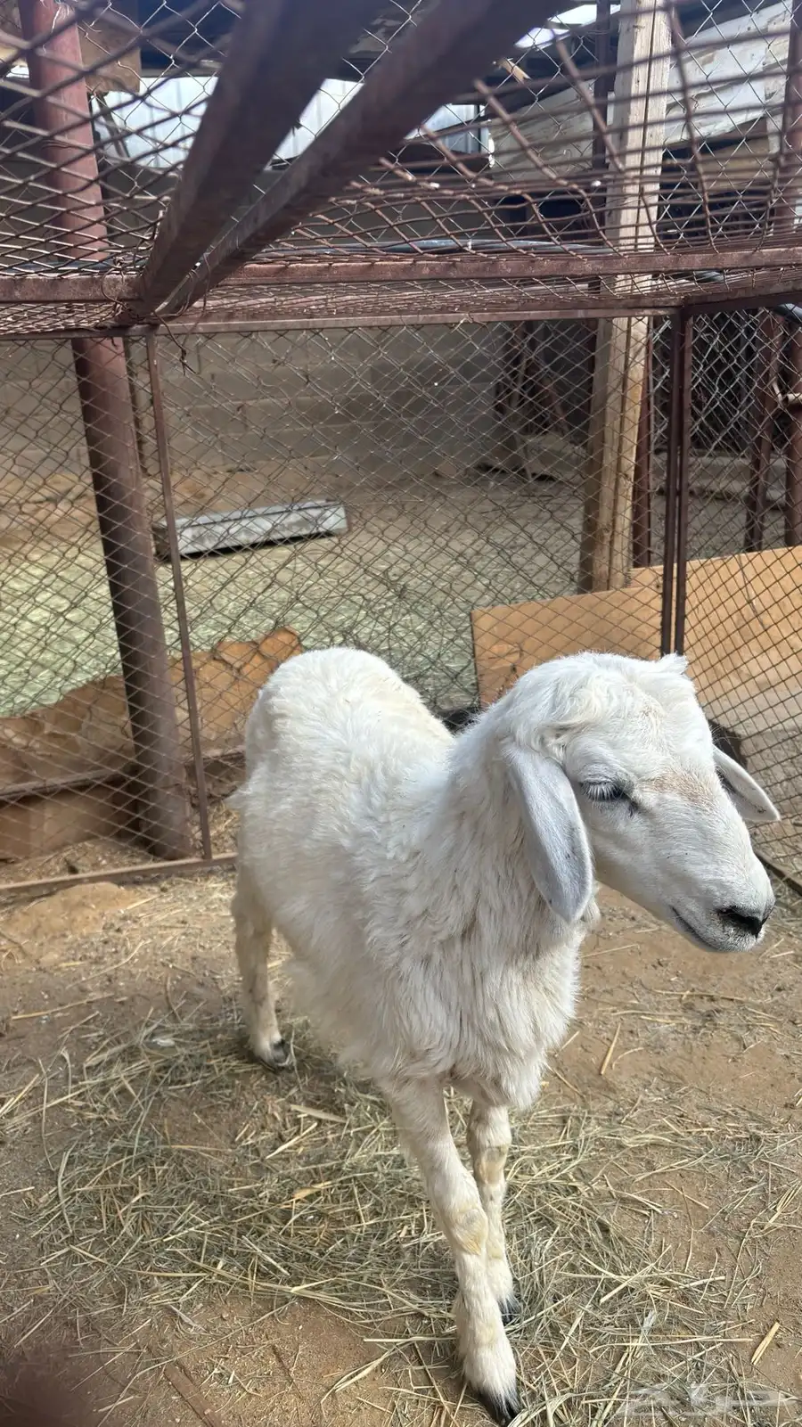 طلي حري كفو وشرط 6