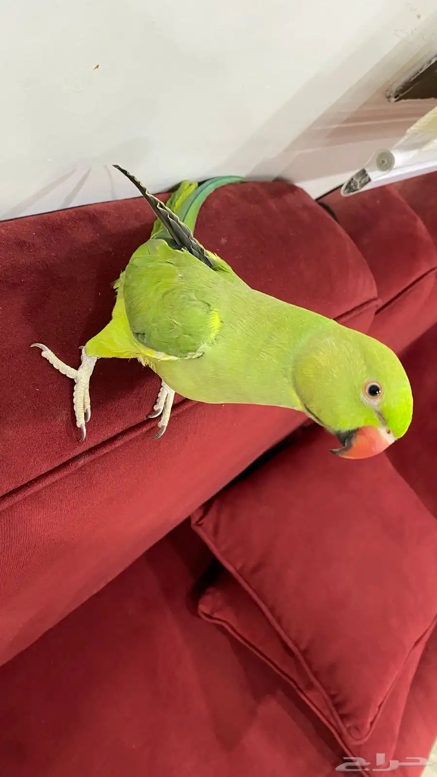 ببغاء 2