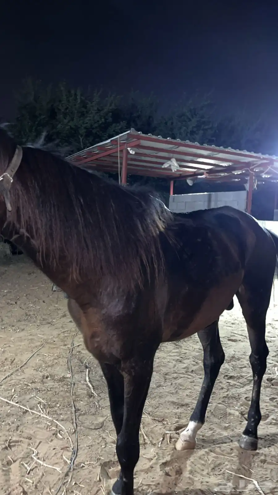 خيل 0