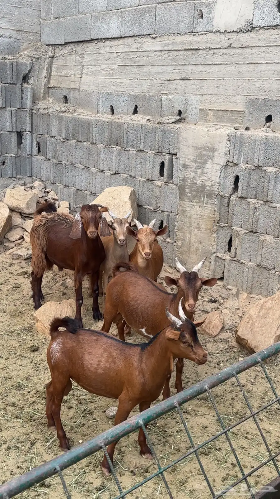 ماعز تيوس 3