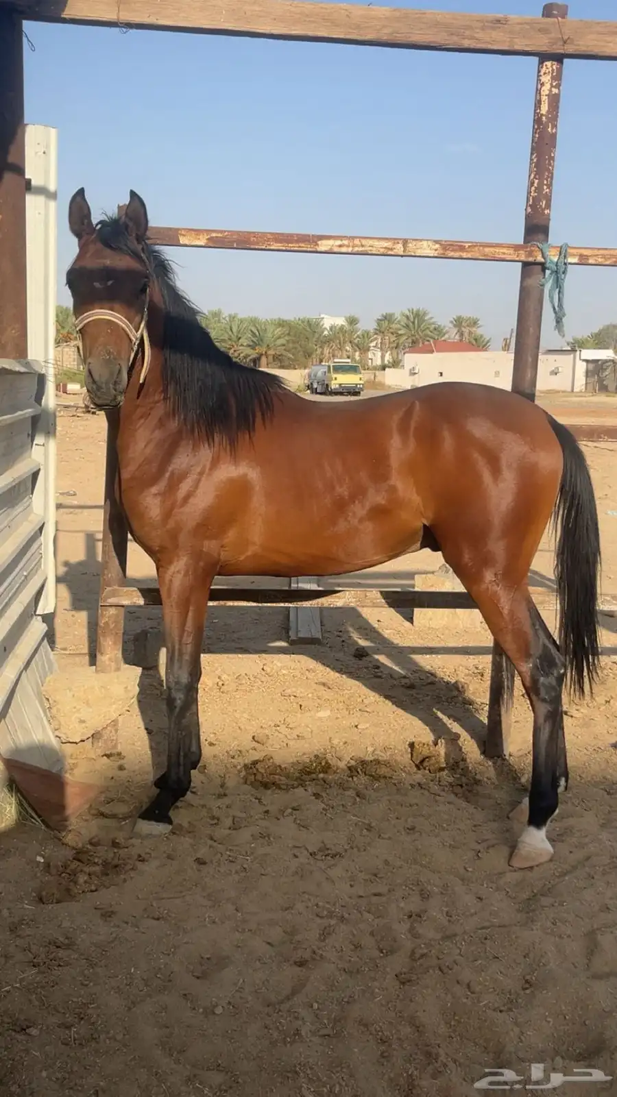 خيل شعبي 0