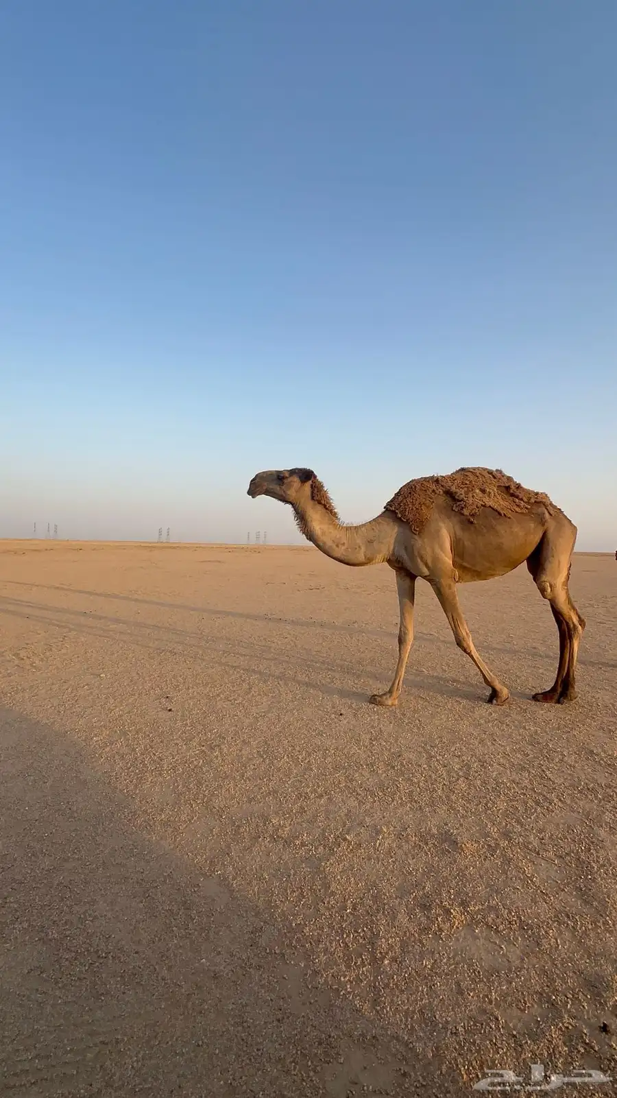 شعلا لقحة لها باللقاح 7 شهور ناقة عظم راهي ماشاء الله 1