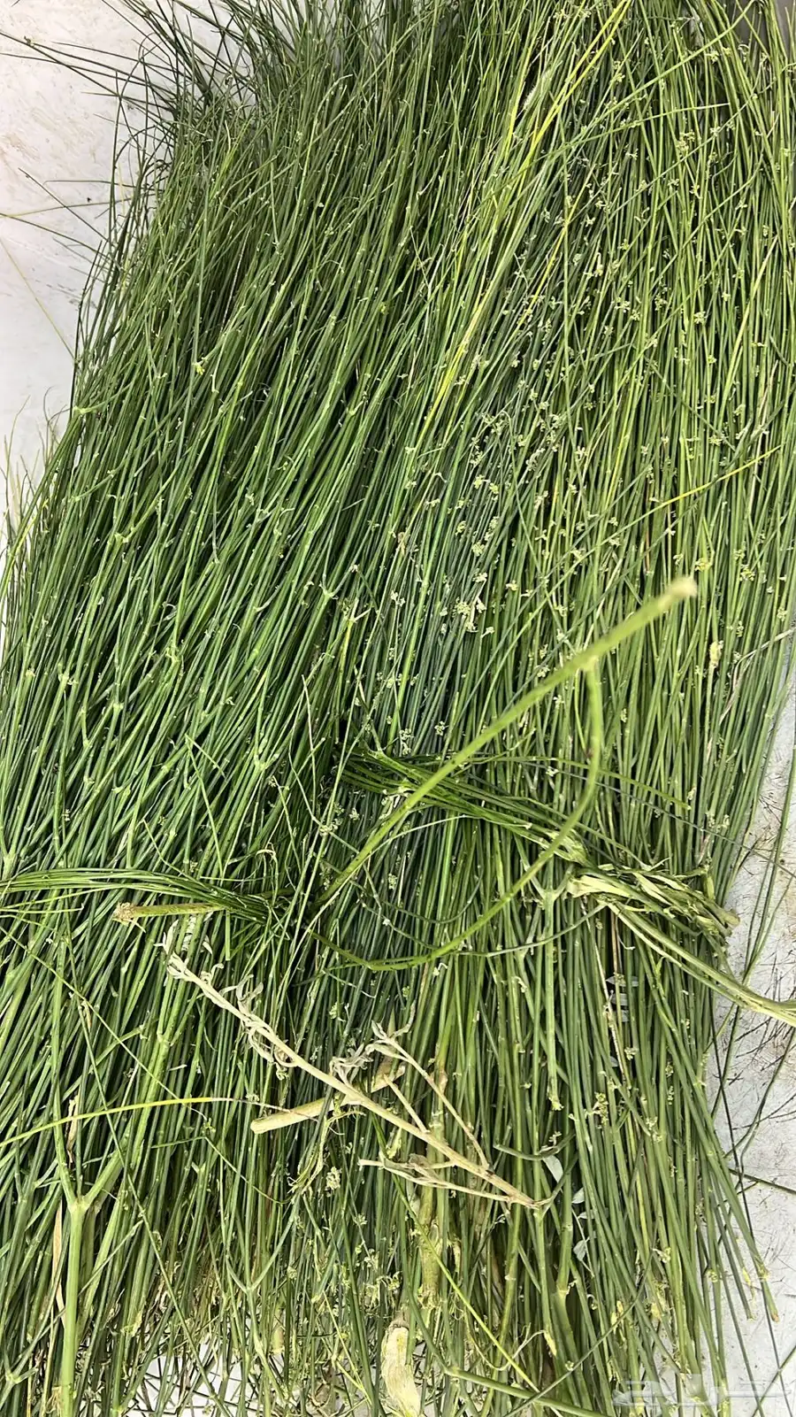 مرخ جنوبي طازج أخضر وطري 1