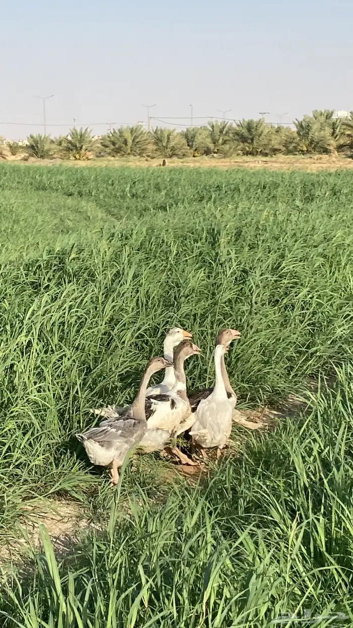 فروخ وز روسي و حبه بلغاري العمر 5 شهور 3