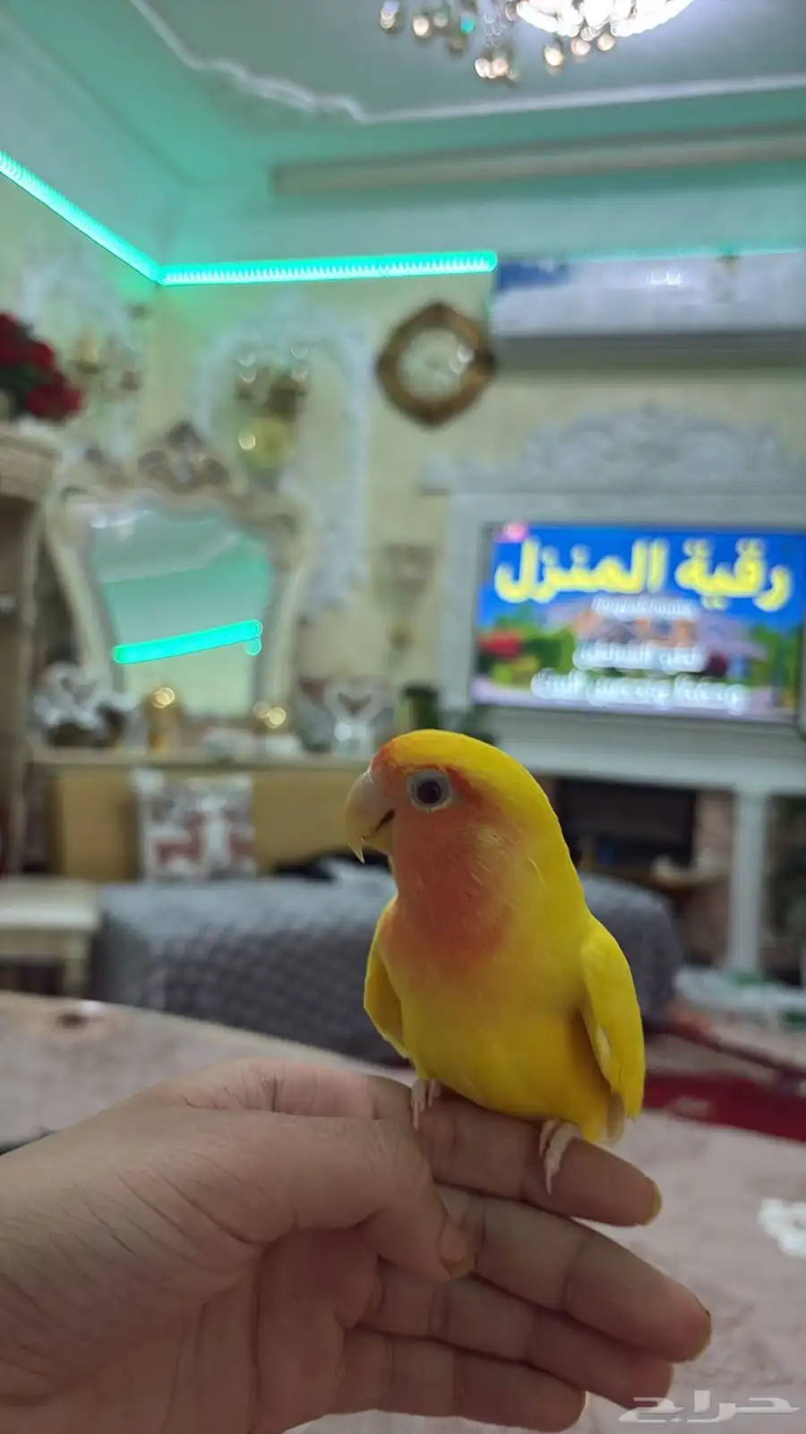 طيور 0