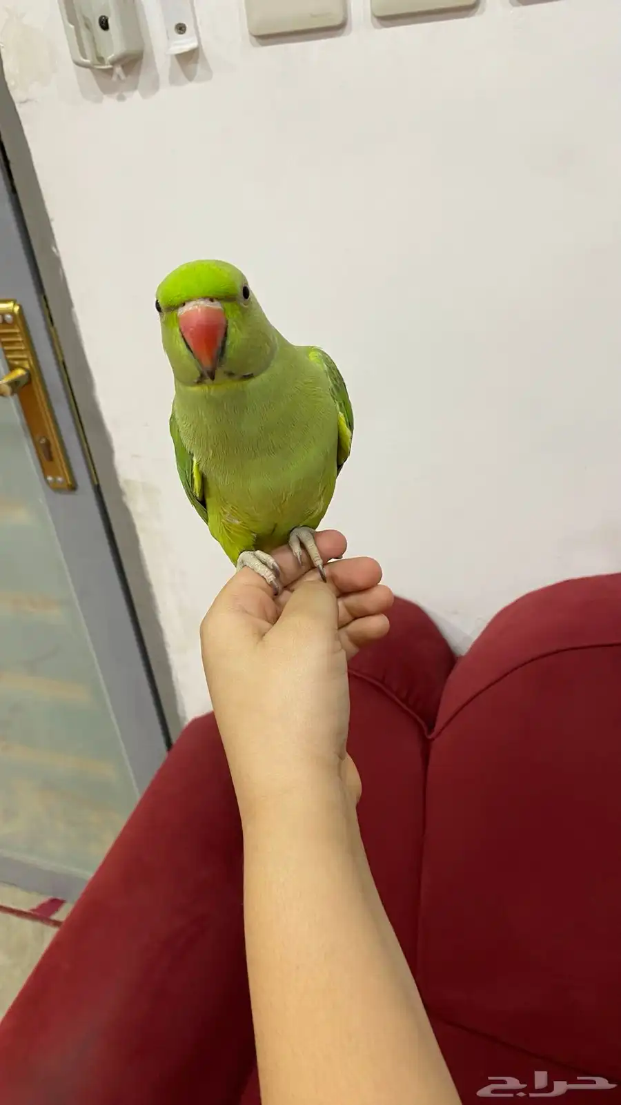 ببغاء 8