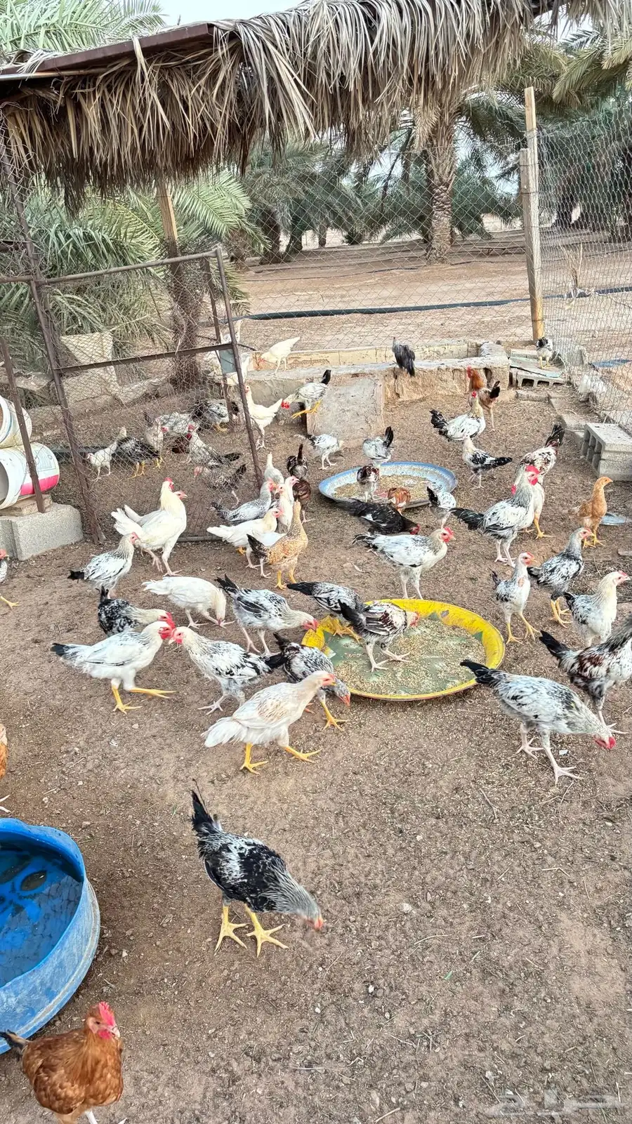 ديكه للبيع  مهجن  ثلاث شهور تقري تقريبا  عدده 80 1