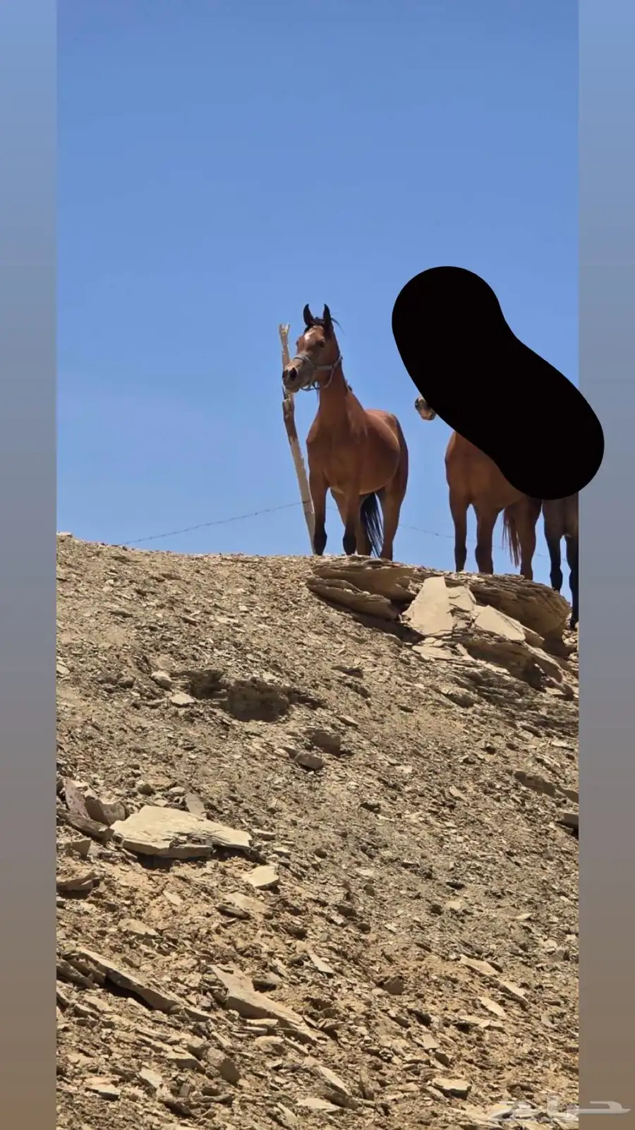 مهره شعبيه قطعة واهو 1