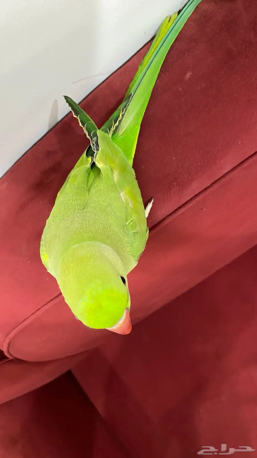 ببغاء 5