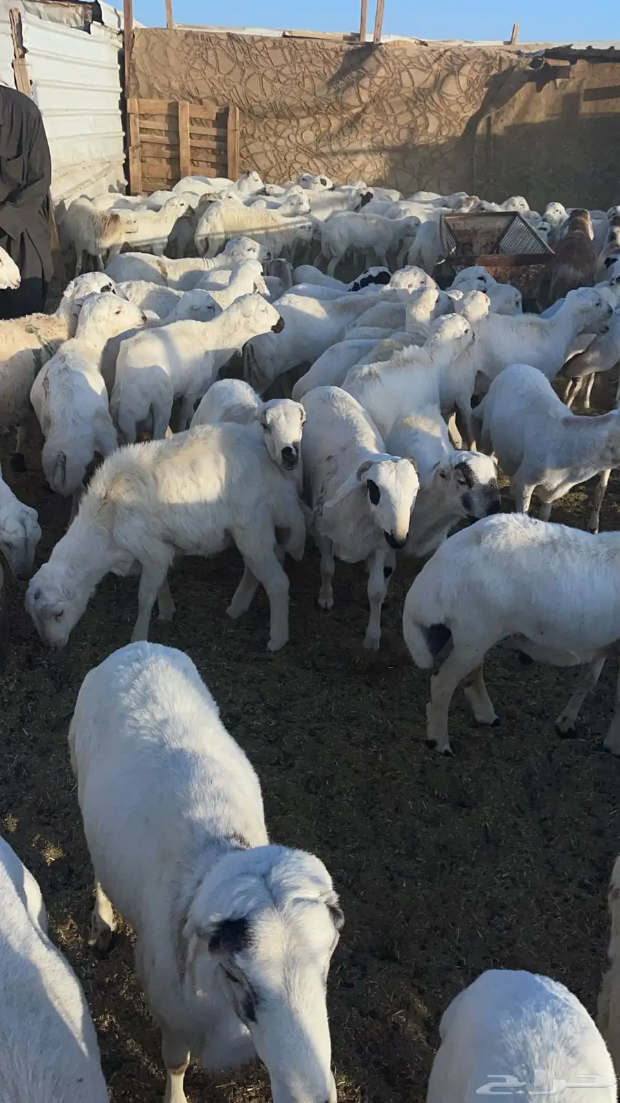 تيوس لبانيه تحت أمهاتها جنوبيه شرط 2
