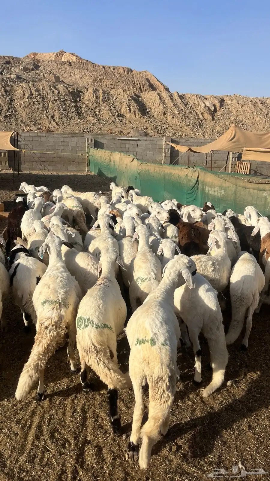 طليان سواكن بيض 0