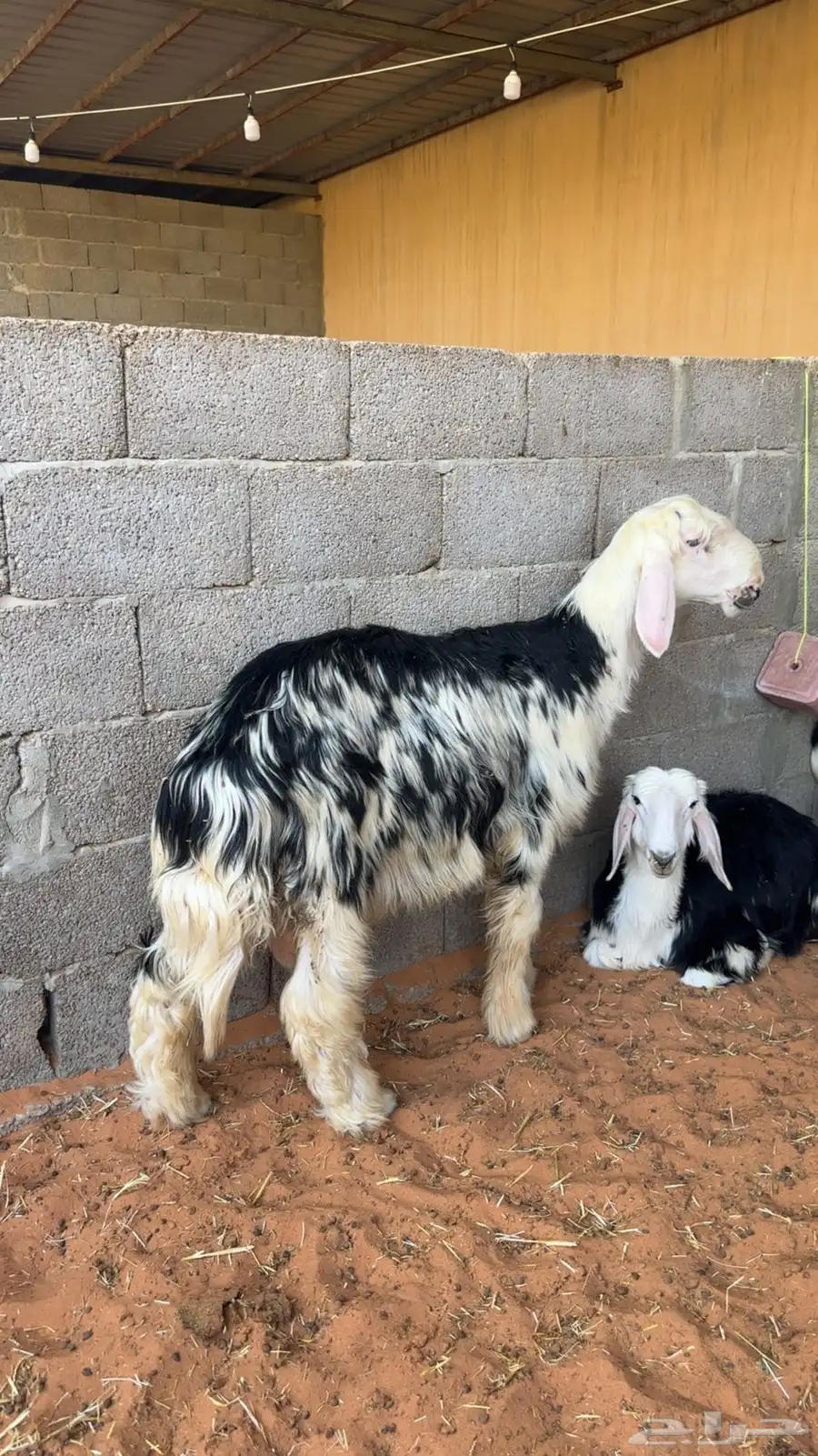 طليان ذبايح 1