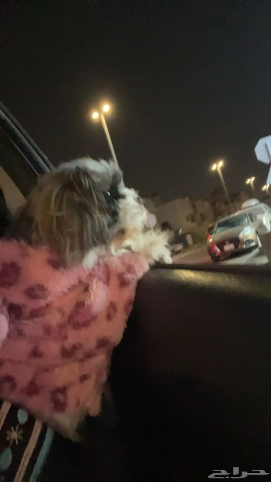 كلب مدرب للبيع 1