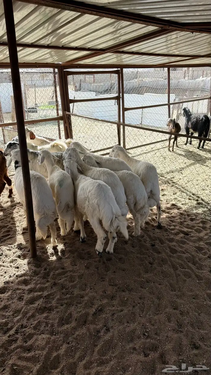 ذبائح مع السلخ والتوصيل 2