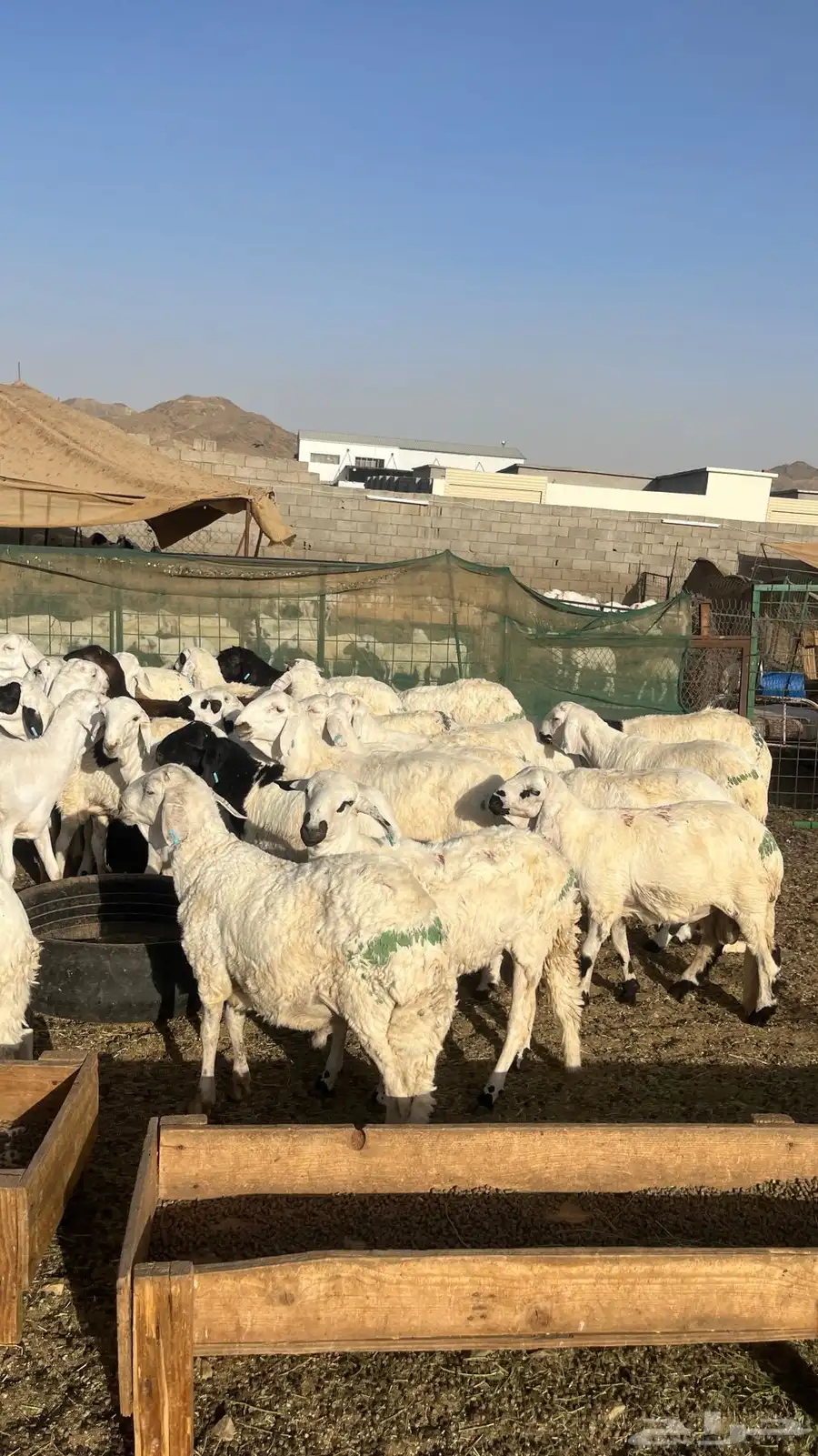 طليان سواكن بيض 1