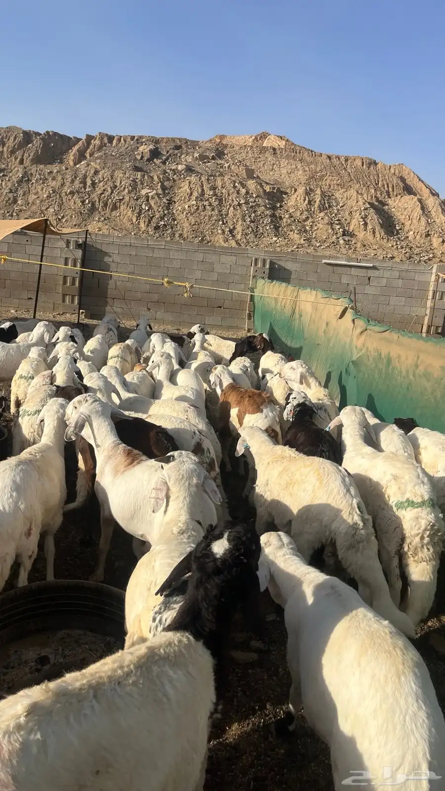 طليان سواكن بيض 2