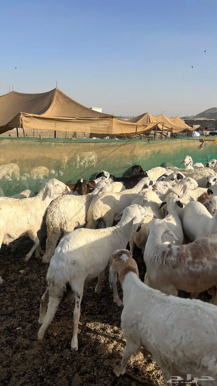 طليان سواكن بيض 6