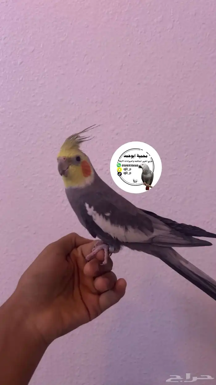 كروان نورمال الليف متكلم هدد 0