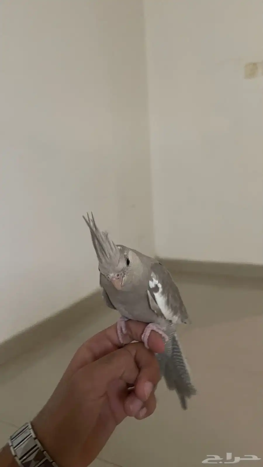 انثى كروان 1