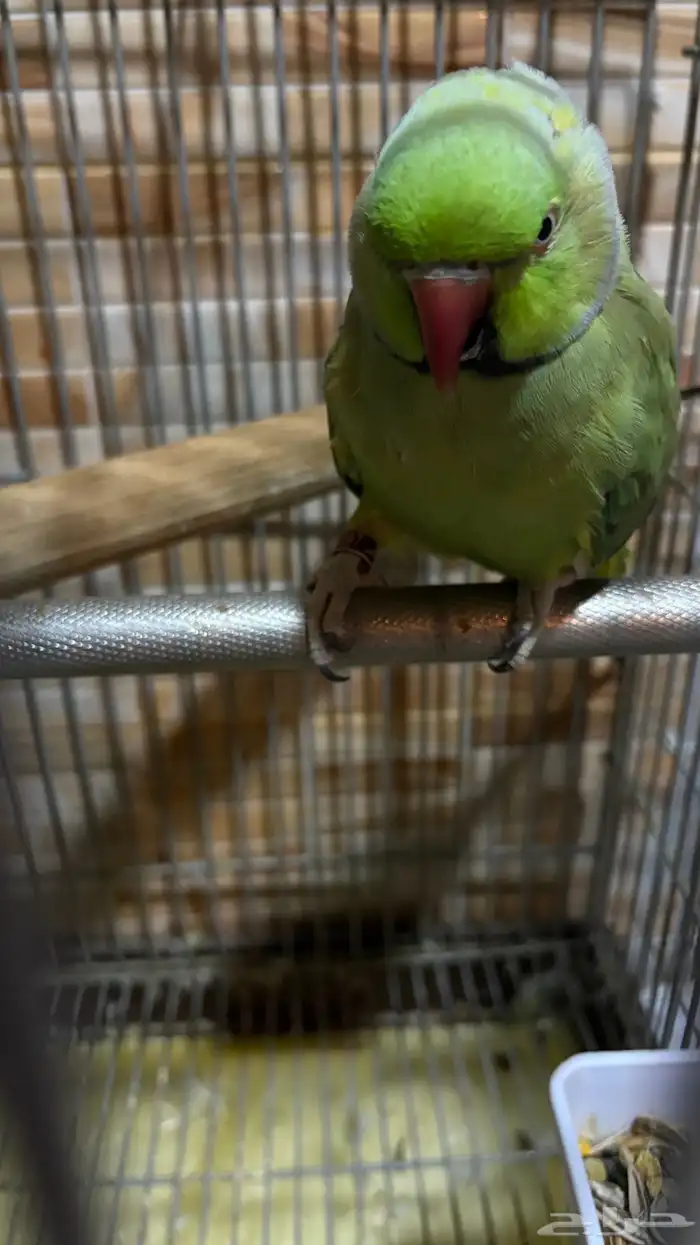 ببغاء درء 1
