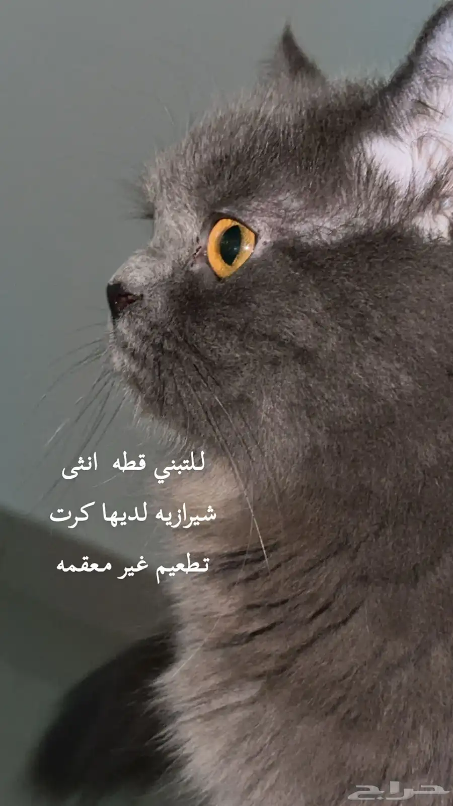 قطه شيرازي للتبني مطعمه 0