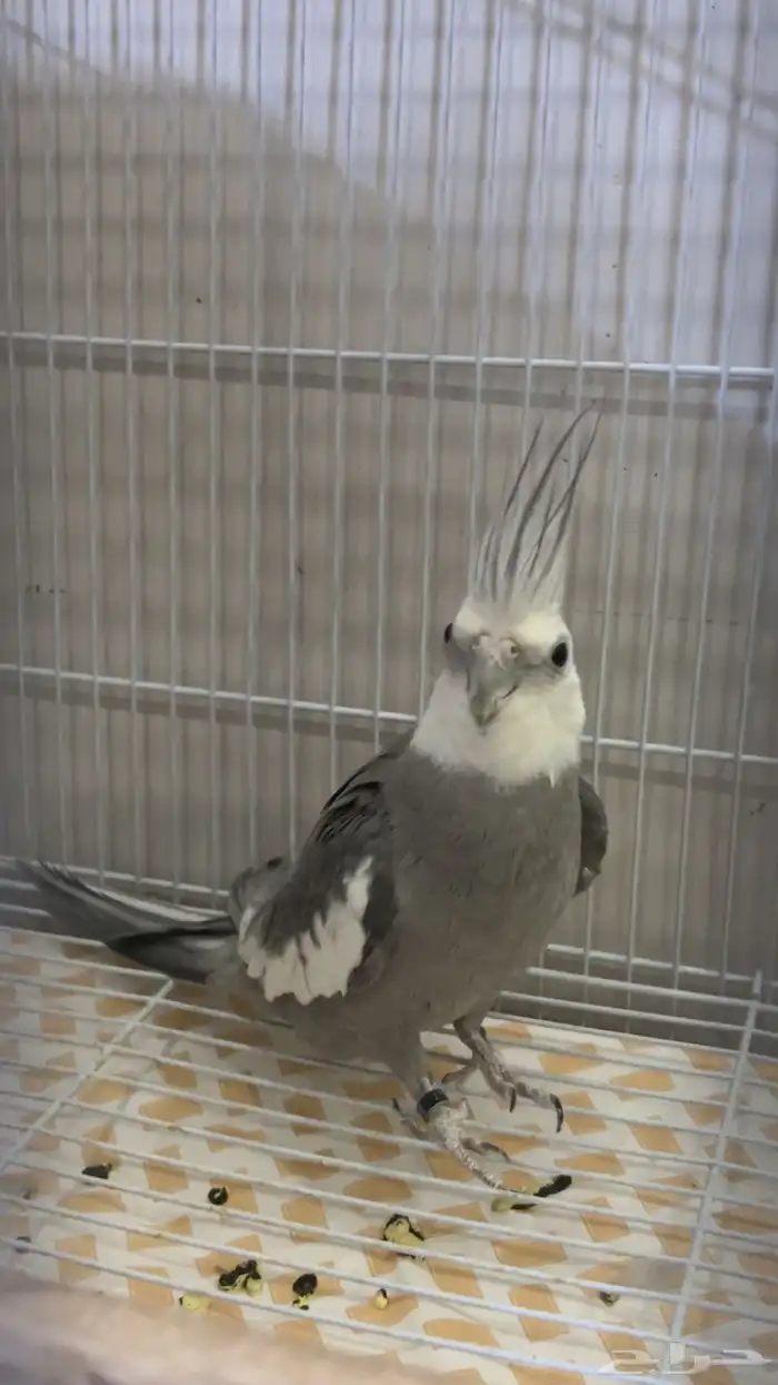 طير كروان منتج غير اليف 2