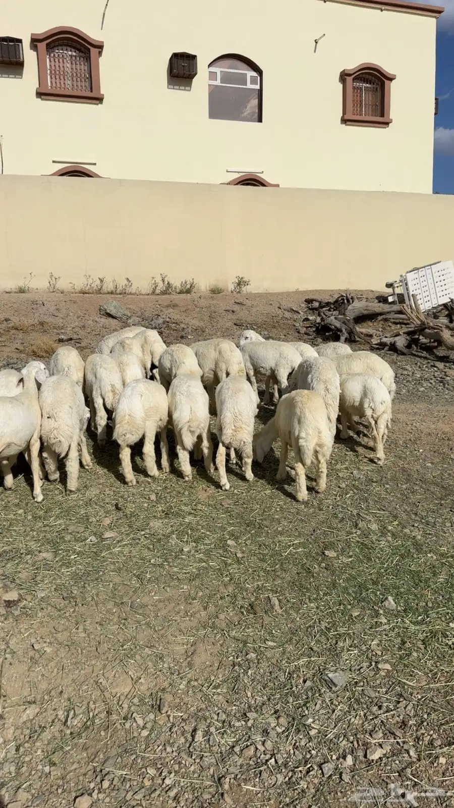 طليان العدد 33 2