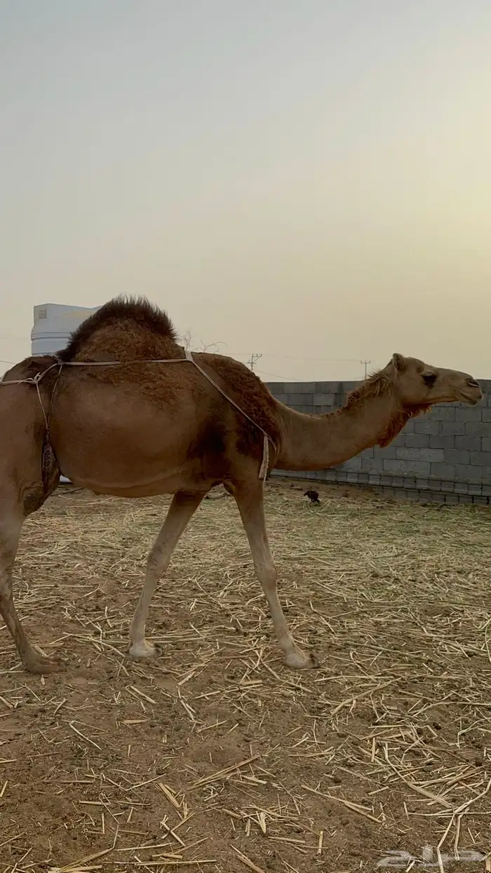 خلفه مصغر ( تم البيع ) 2