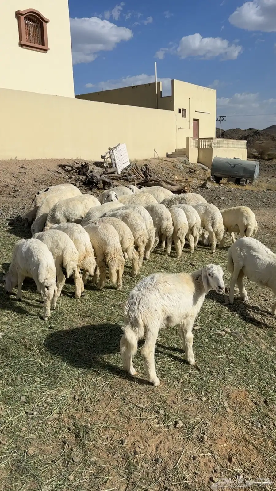 طليان العدد 33 1
