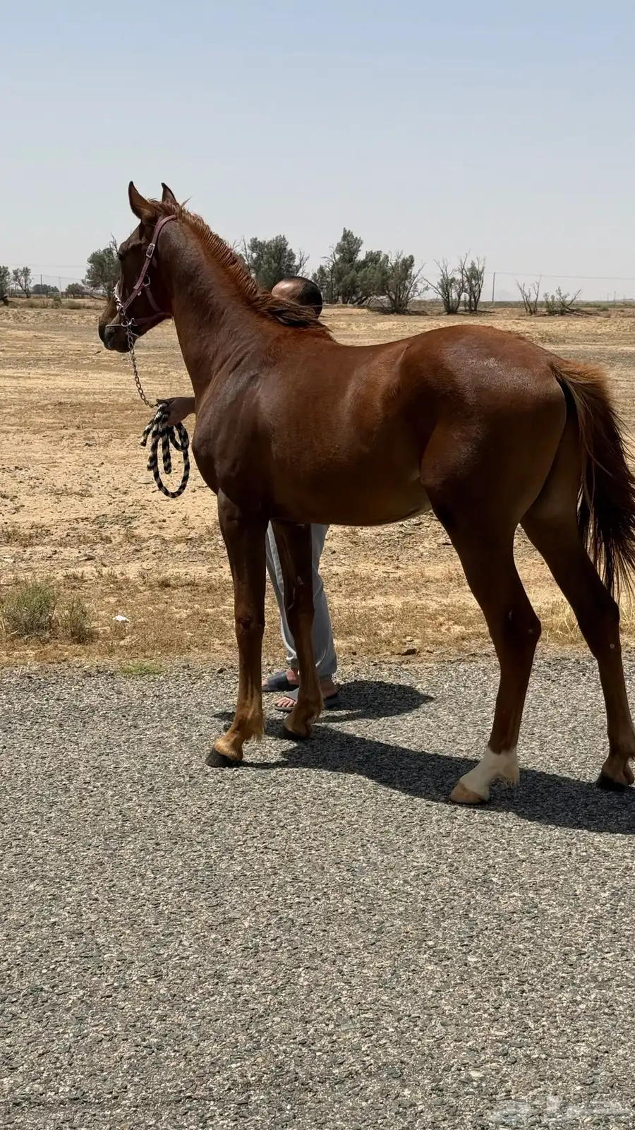 مهر عربي سرعة فاخر جدا  2024 1