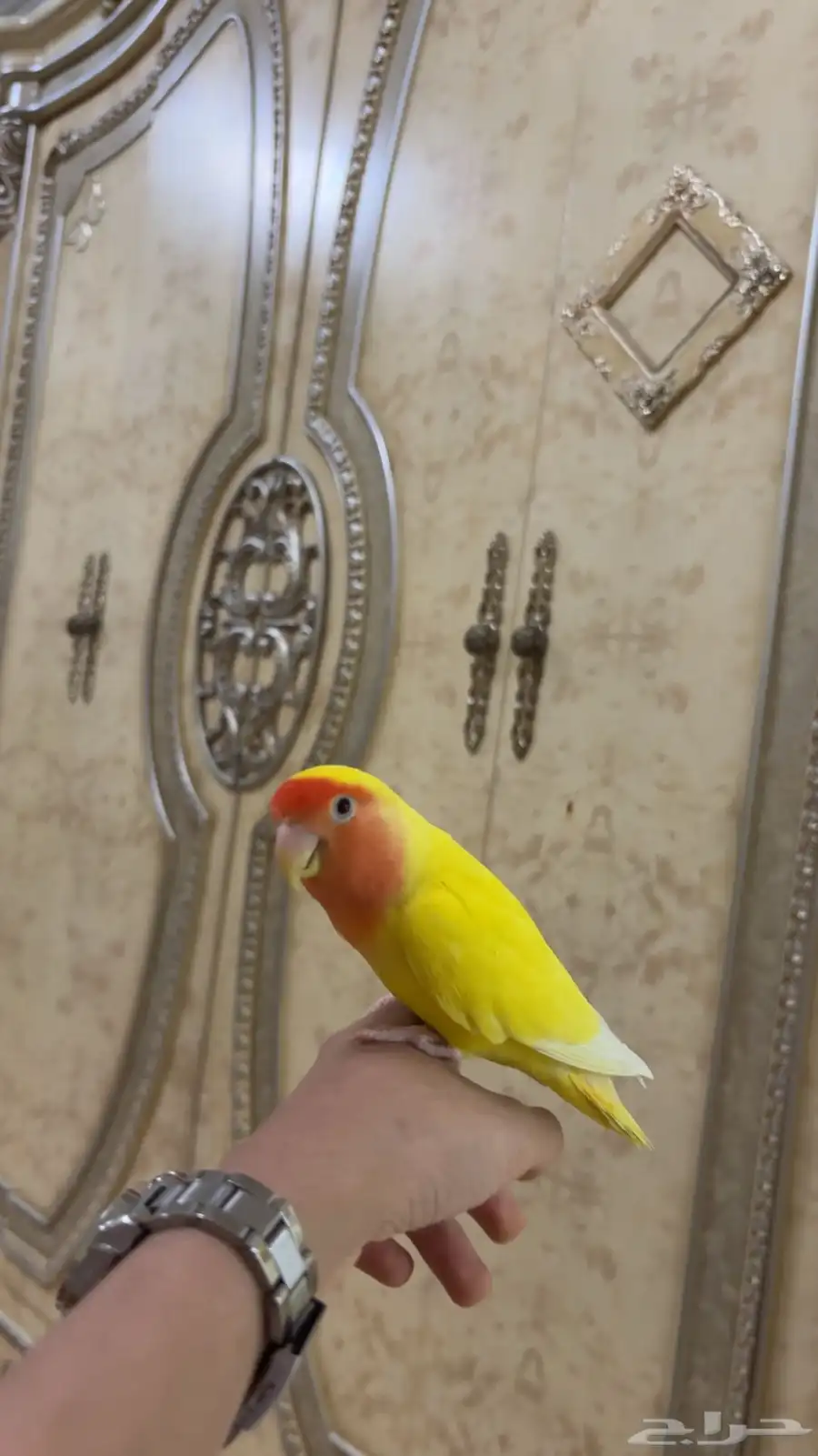 طيور 14