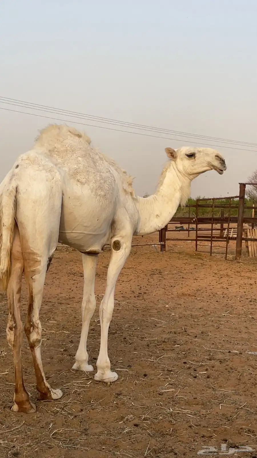 بكره 1
