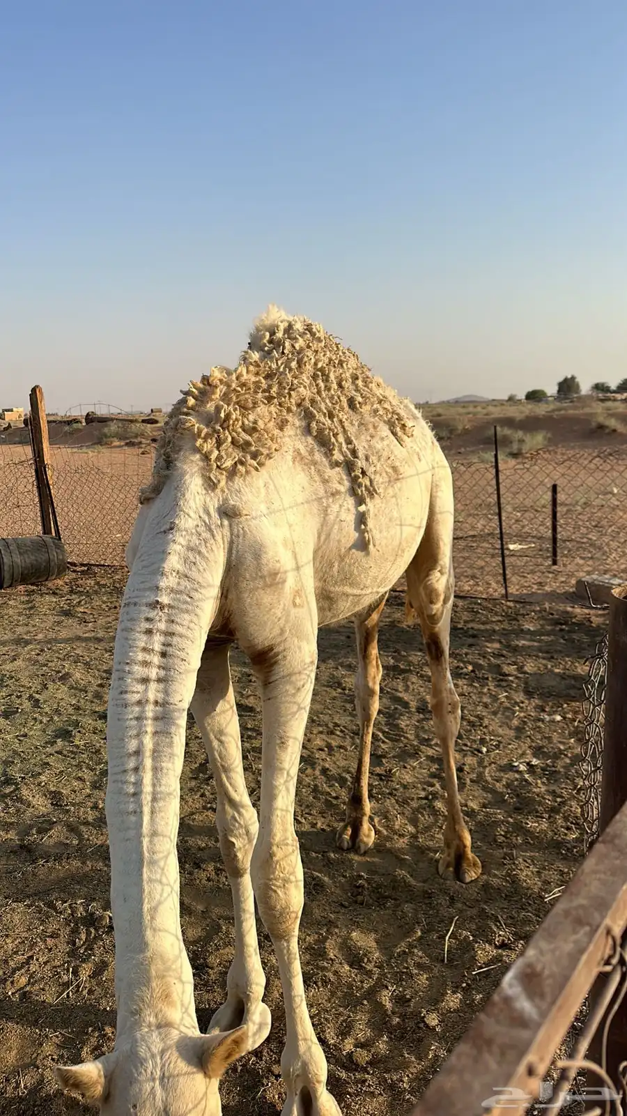 حاشي للبيع 0