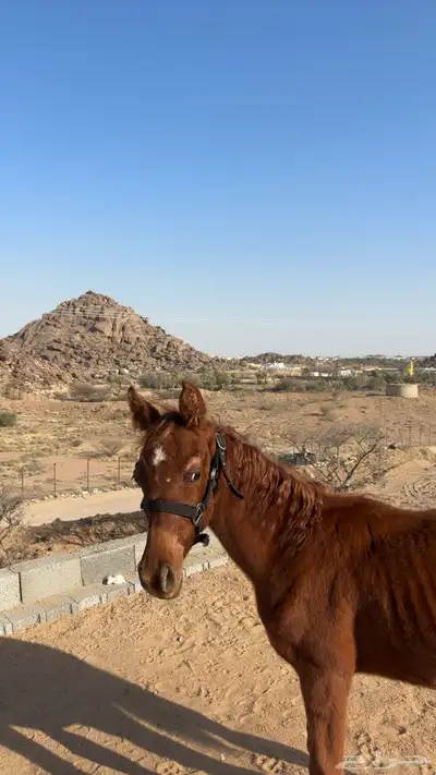 مهر عربي 0