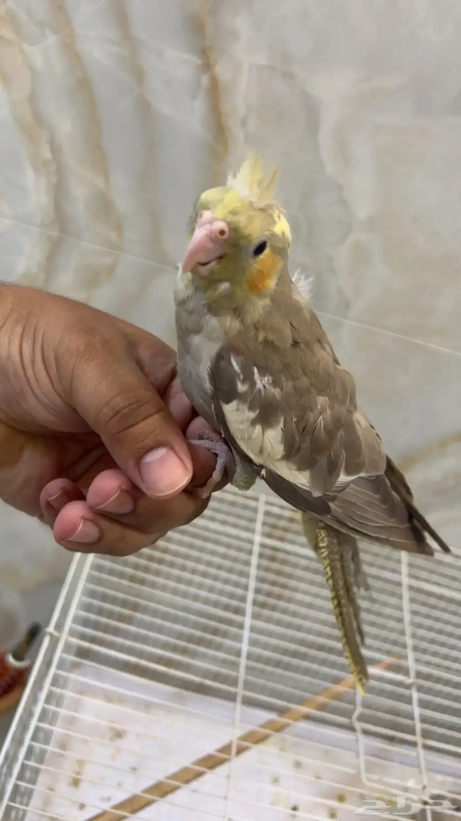 كروان 3