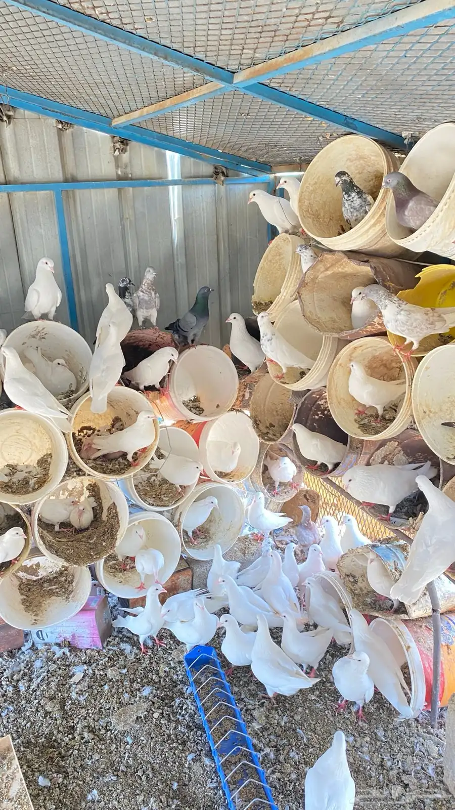 حمام فرنسي 20جوز واكثر نضيفه للبيع على السوم 8