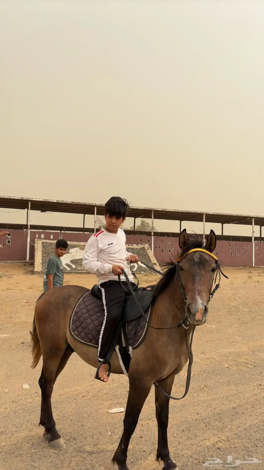 خيل بوني سنتين - سنتين و نص على السوم 3