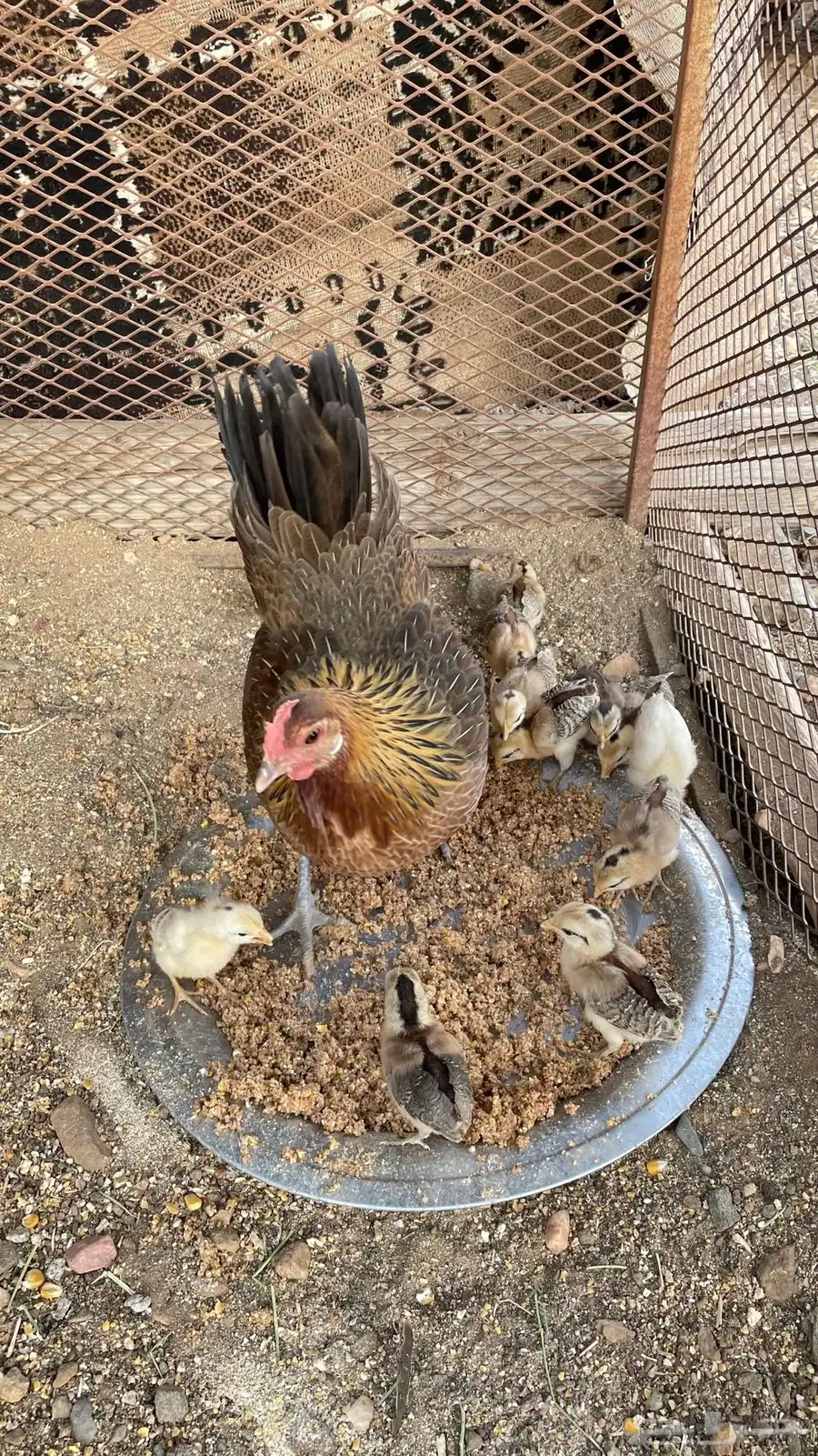 دجاجه عربيه مفرخه (فري) 0