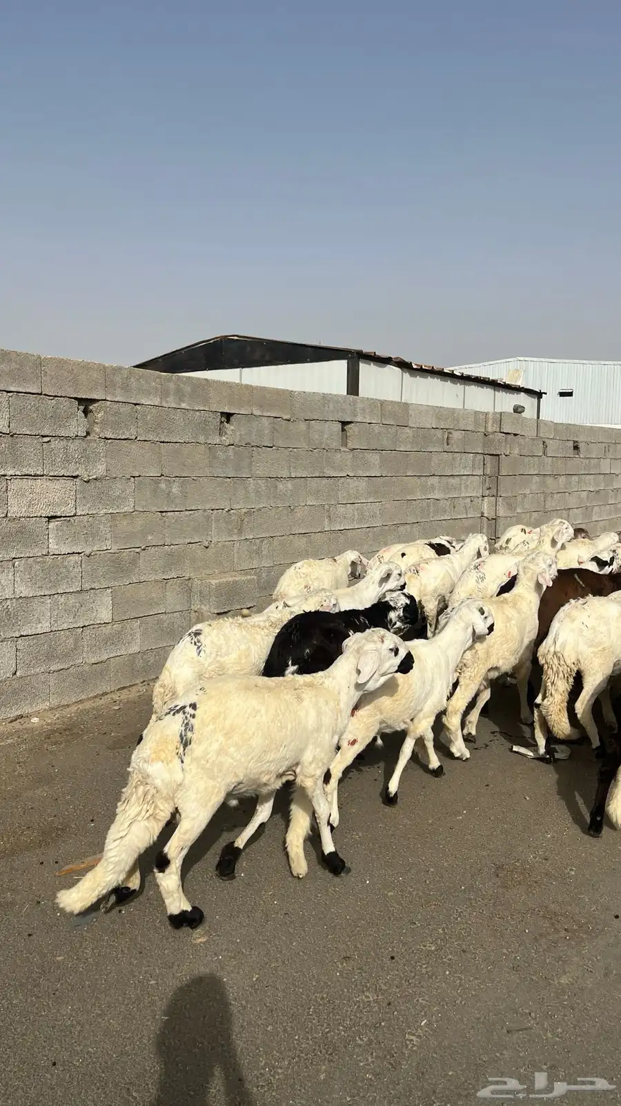 طليان سواكن بيض 6