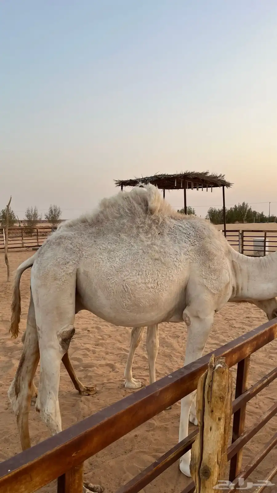 للبيع قعدان مفاريد قصب 3