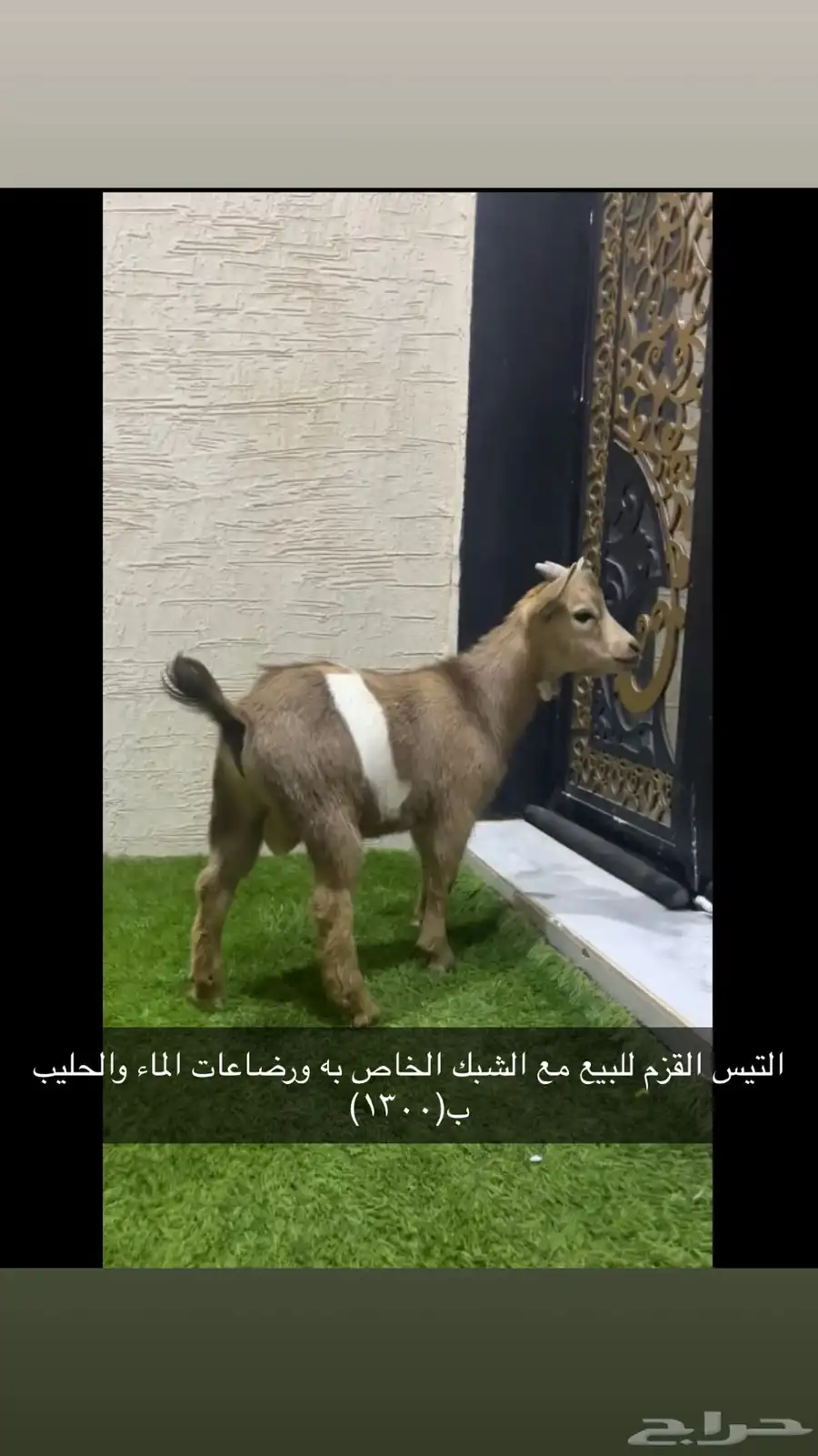 تيس قزم للبيع فالجمش ب 1300 0