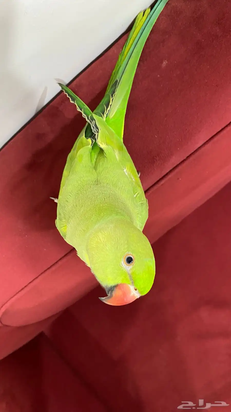 ببغاء 4