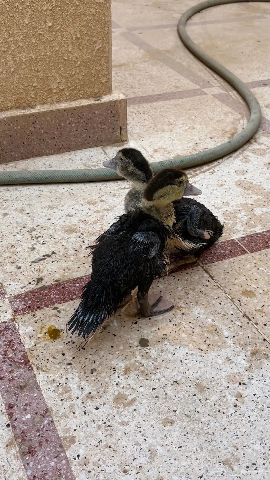 بط شرشري 0