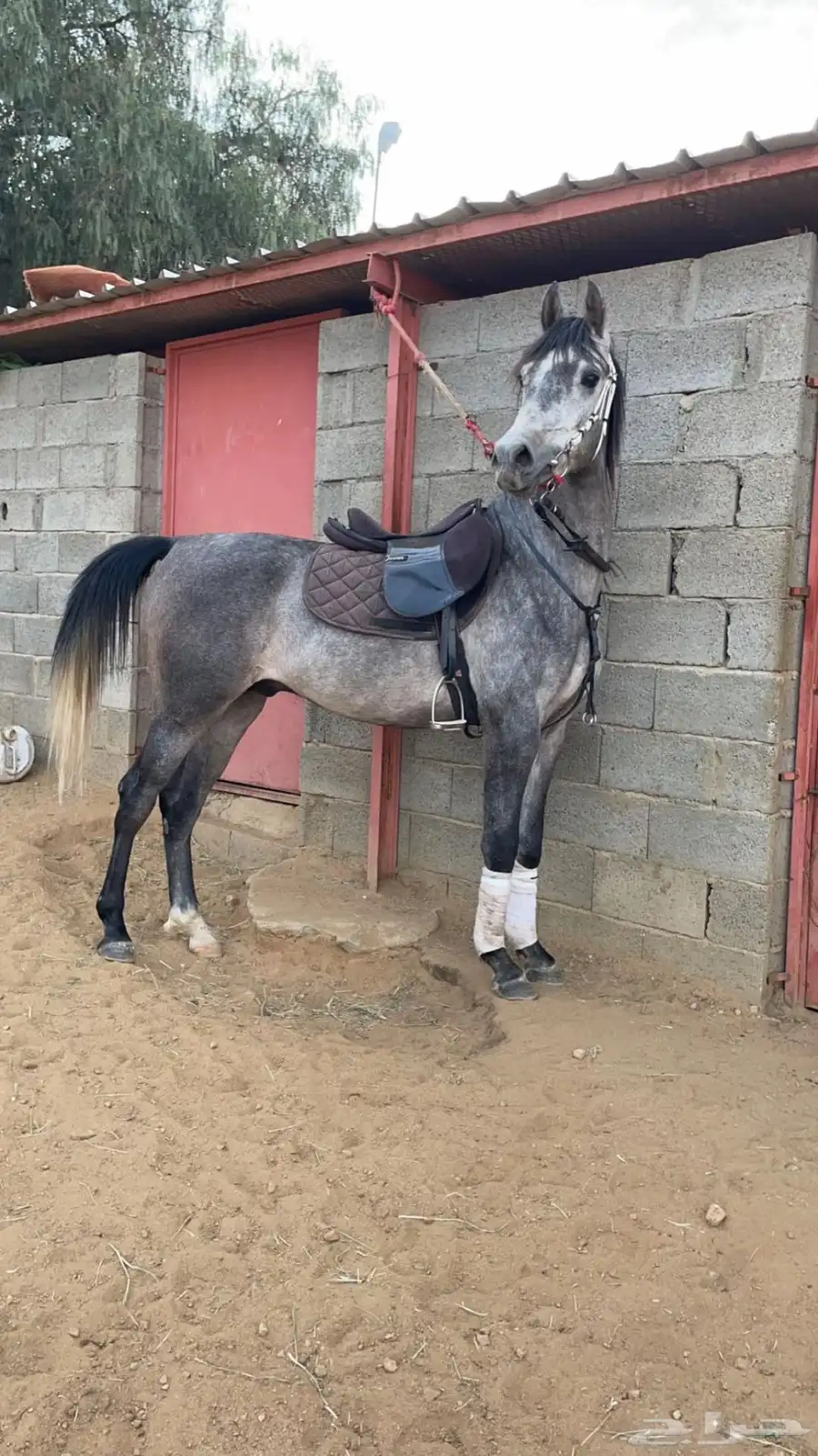 خيل حصان للبيع 1