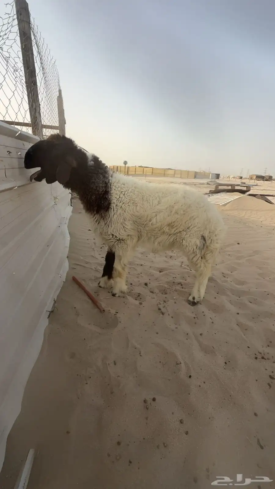 خروف مشروع فحل 3