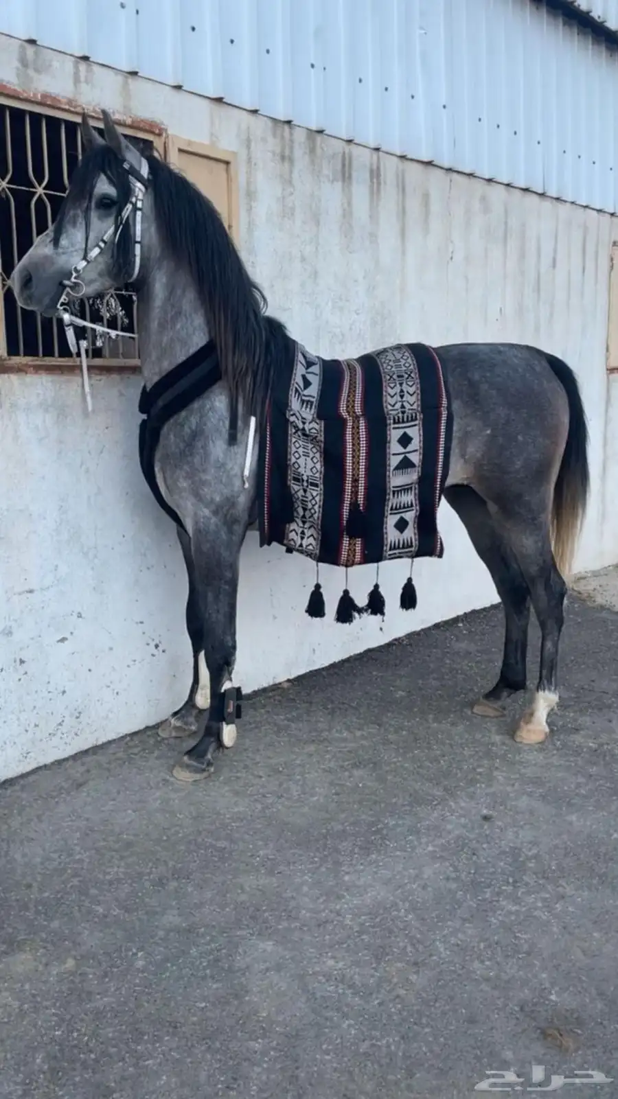 خيل حصان للبيع 2